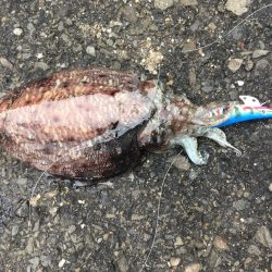 コウイカエギング